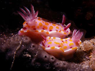 Nudibranch pair