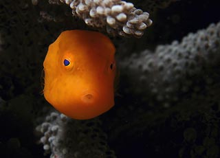 Juvenile boxfish