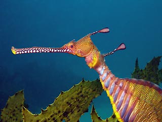 Weedy Seadragon