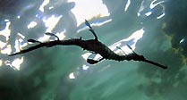 Dragon of the Deep
