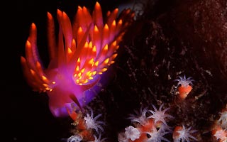 Nudi on Fire!