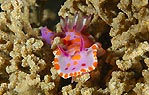 Ceratosoma Amoena