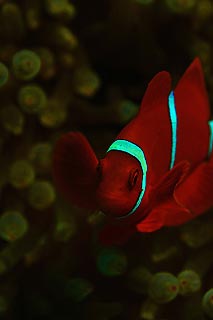 Spine-cheek Anemonefish