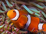 Clownfish