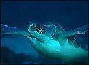 Green Turtle, Julian Rocks, Byron Bay