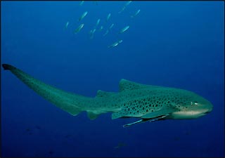 Leopard Shark, Julian Rocks, Byron Bay