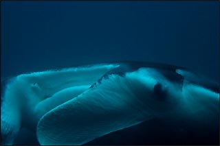 Manta Ray, Julian Rocks, Byron Bay