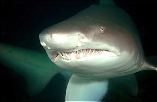 Grey Nurse Shark, Julian Rocks, Byron Bay