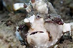 Frogfish