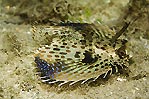 Flying Gurnard