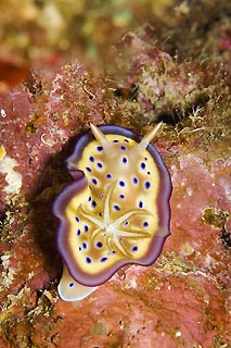 Nudibranch