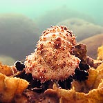 Sea Cucumber