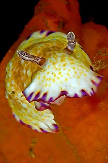 Chromodoris aureopurpurea