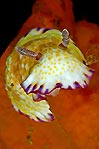 Chromodoris aureopurpurea