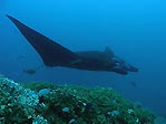 Swimming with the Manta Rays at Matava, Kadavu, Fiji