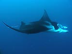 Swimming with the Manta Rays at Matava, Kadavu, Fiji