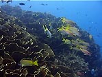 Cabbage patch at Naigoro Passage, Kadavu, Fiji