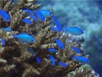 Small fish hovering just about a plate coral, Kadavu, Fiji