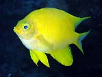 Bight yellow damsel, Fiji