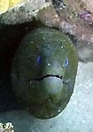 Giant Moray poking its head out, Fiji