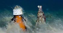 Medicine Octopus