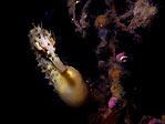 Big-bellied Seahorse