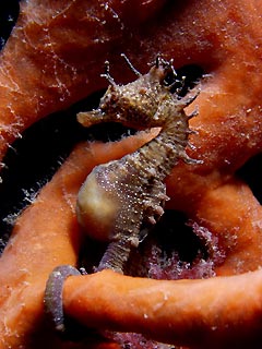 Short-headed Seahorse