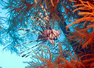 Lionfish