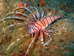 Lionfish