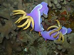 Tioman Hypselodoris