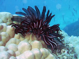 Feather Star