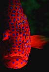 Coral Trout Portrait