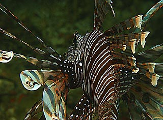 Lionfish