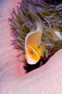 Anemonefish