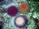 Colourful Urchins