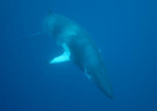 Minke Whale