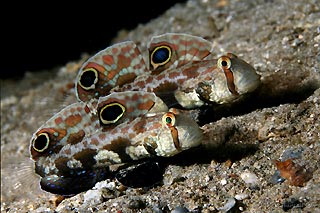 Crab Eye Gobies