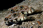 Crab Eye Gobies