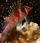 Hawkfish