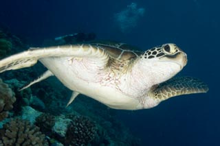 Green Turtle