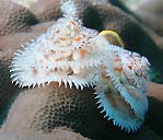 Christmas Tree Worm