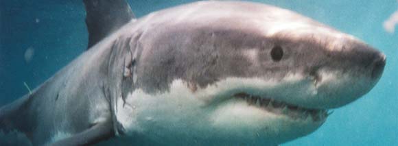 Great White Shark (Carcharodon carcharias) with Rodney Fox