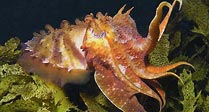 Giant Cuttle