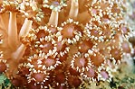 Soft Coral close-up