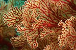 Gorgonian Fan