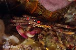 One of the winning shots of John Natoli, Underwater Festival,Byron Bay