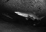 Grey Nurse Shark