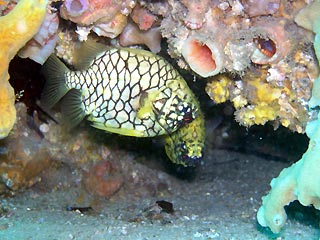 Fly Point Pineapplefish