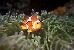 A Clown Anemonefish at Bunaken, Sulawesi, Indonesia