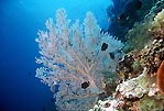 Gorgonian fan at Bunaken, Sulawesi, Indonesia